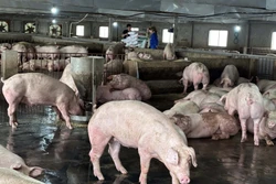 Cần Thơ khuyến cáo người dân thực hiện nghiêm an toàn sinh học trong chăn nuôi