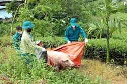 Dịch tả lợn châu Phi lan rộng, Tuyên Quang siết chặt quản lý