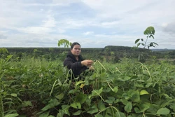 Sinh kế nhỏ mở lối đổi thay vùng biên giới Gia Lai