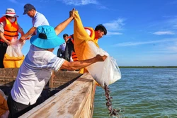Thả 65.000 cá giống tạo nguồn lợi thủy sản hồ Dầu Tiếng
