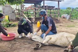 Gia Lai: Áp lực phòng dịch gia tăng do thiếu thú y cơ sở