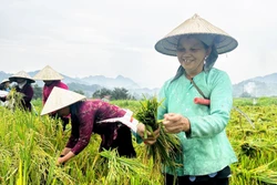 Lúa tẻ nương Hà Giang - Mùa vàng bội thu