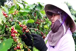 Chuỗi hoạt động kỷ niệm 100 năm cà phê Khe Sanh