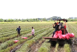 Vĩnh Long hỗ trợ người trồng lúa giữa vụ mùa thất thu