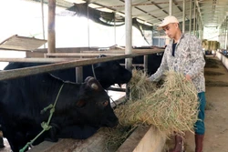 Thái Nguyên bảo vệ đàn vật nuôi trước rét đậm, rét hại