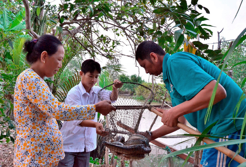 Gia đình ông Danh Tiết, dân tộc Khmer ở ấp Thu Đông, xã Thới Quản, huyện Gò Quao đã vay vốn ưu đãi từ Ngân hàng Chính sách - Xã hội, mua cá lóc giống thả nuôi, mang lại thu nhập và việc làm ổn định cho gia đình. Ảnh: Lê Sen