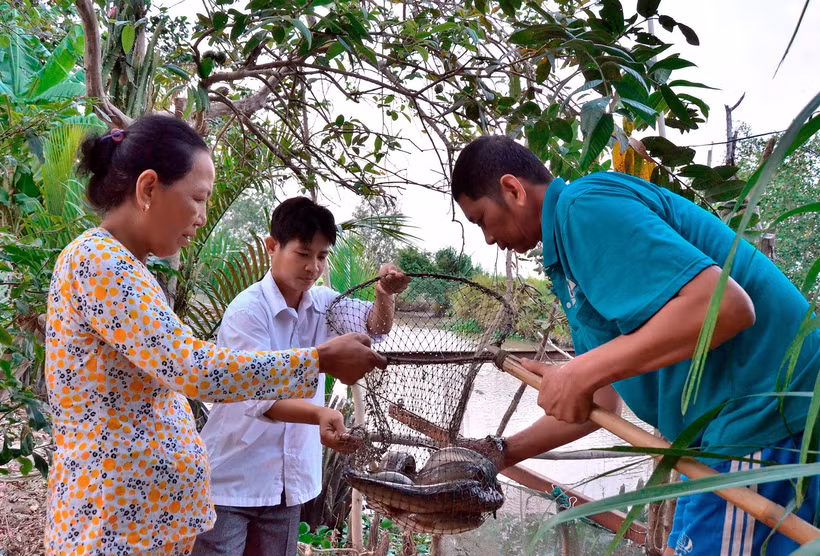Gia đình ông Danh Tiết, dân tộc Khmer ở ấp Thu Đông, xã Thới Quản, huyện Gò Quao đã vay vốn ưu đãi từ Ngân hàng Chính sách - Xã hội, mua cá lóc giống thả nuôi, mang lại thu nhập và việc làm ổn định cho gia đình. Ảnh: Lê Sen
