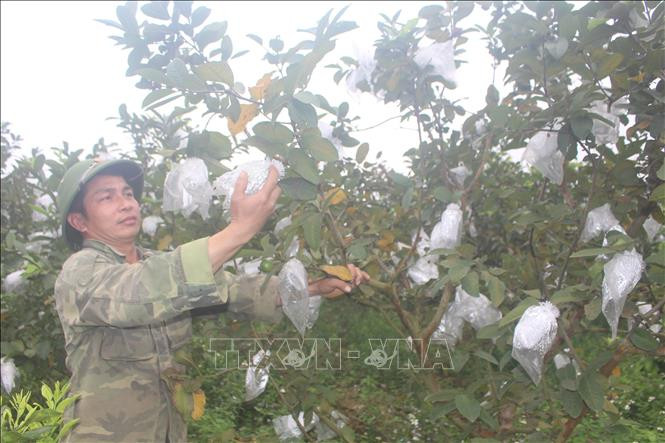 Với mức giá 12 - 15 nghìn đồng/kg, sau khi trừ chi phí, mỗi năm gia đình anh Bùi Anh Kiều, xã Thành Tâm, huyện Thạch Thành thu về khoảng 1,5 tỷ đồng từ cây ổi. Ảnh: Hoa Mai – TTXVN