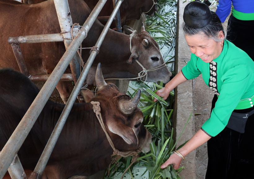 Dự án “Chăn nuôi thâm canh bò thịt trong các hệ thống canh tác trên đất dốc tại Tây Bắc Việt Nam” do Chính phủ Australia tài trợ đã giúp tăng thu nhập cho các nông hộ chăn nuôi bò quy mô nhỏ như bà Lường Thị Tươi ở xã Quài Nưa, huyện Tuần Giáo (Điện Biên)