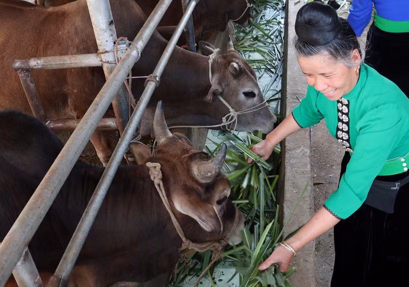 Dự án “Chăn nuôi thâm canh bò thịt trong các hệ thống canh tác trên đất dốc tại Tây Bắc Việt Nam” do Chính phủ Australia tài trợ đã giúp tăng thu nhập cho các nông hộ chăn nuôi bò quy mô nhỏ như bà Lường Thị Tươi ở xã Quài Nưa, huyện Tuần Giáo (Điện Biên)