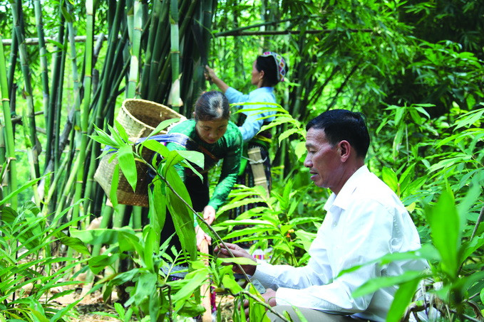 Ông Vi Văn Piên hiện có thu nhập khoảng 500 triệu đồng/năm, đồng thời tạo việc làm cho gần 20 lao động địa phương. Ảnh: Hoàng Hải