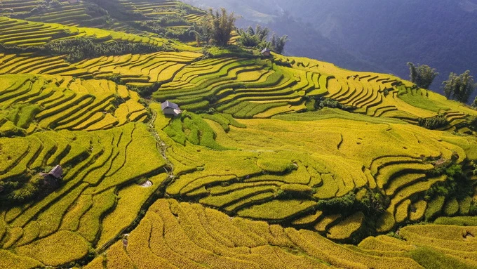 Khi thu về, cả vùng đồi núi Y Tý (Lào Cai) nhuộm sắc vàng của mùa lúa chín. Ảnh: Thành Đạt - TTXVN