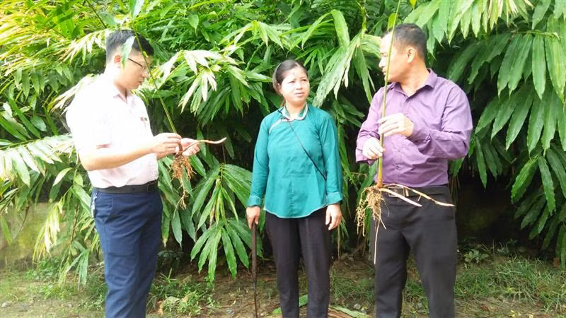 Chị Lan chuyển đổi 3ha diện tích canh tác kém hiệu quả sang trồng sa nhân. Nguồn: muongkhuong.laocai.gov.vn