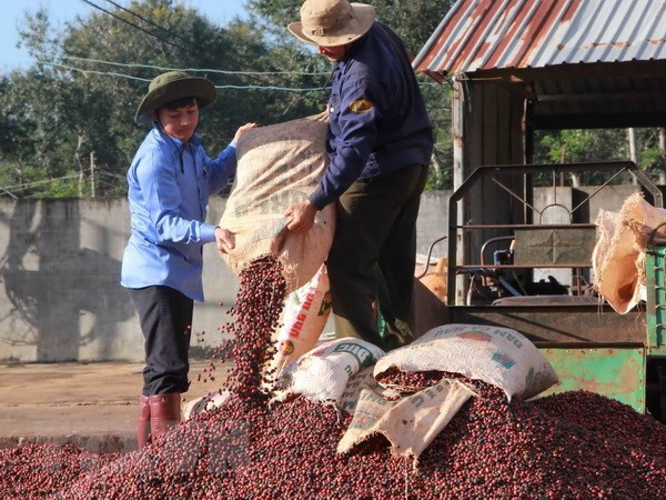 Thu hoạch càphê nhân tại Đắk Lắk. Ảnh: Phạm Cường - TTXVN