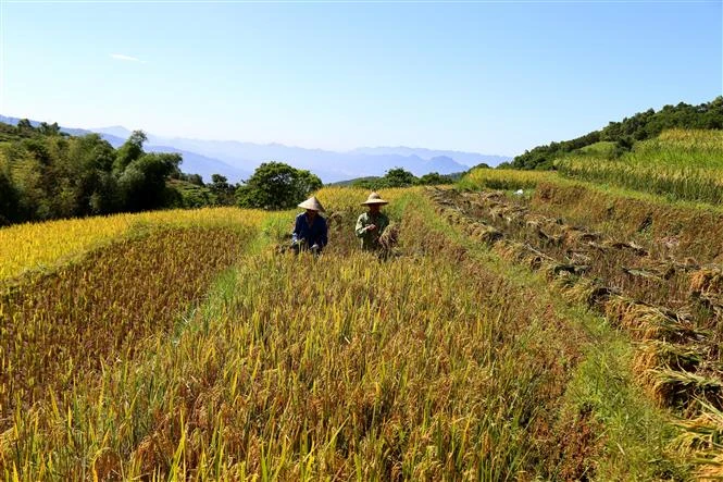 Phát huy lợi thế ruộng bậc thang, tạo sức hút du khách đến với Hòa Bình