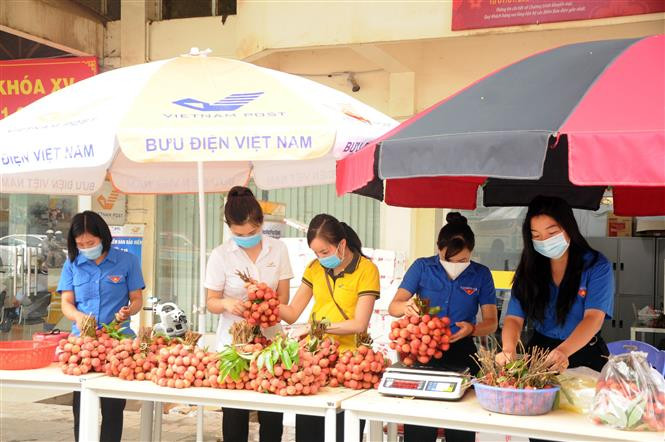 Tuổi trẻ Sơn La chung tay góp sức tiêu thụ vải thiều Bắc Giang
