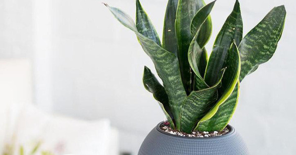 Bảo vệ môi trường: CO2 tác động mạnh đến vòng đời của cây 