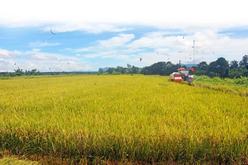 Huyện Ea Kar đẩy mạnh cơ giới hóa trong sản xuất lúa, tăng cường ứng dụng khoa học và công nghệ nhằm nâng cao giá trị sản phẩm. Ảnh: Hoài Thu