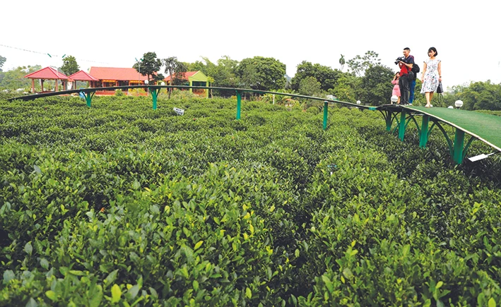 Du khách tới xã Tân Cương có thể đi dạo trên những cây cầu nổi giữa nương chè xanh biếc, cùng đội nón, đeo gùi đi hái chè với đồng bào dân tộc. Ảnh: Thanh Tùng
