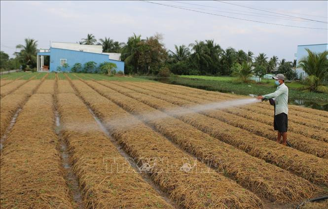 Trồng rau màu giúp người nghèo có thu nhập ổn định, phát triển kinh tế gia đình. Ảnh: Tuấn Kiệt – TTXVN