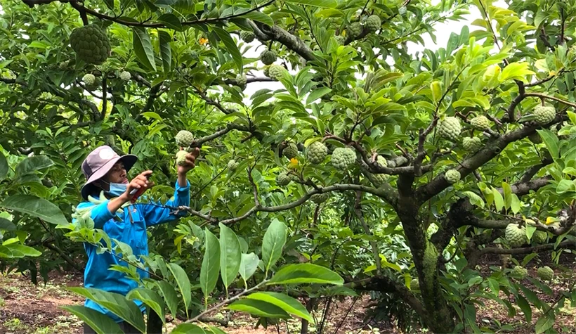 Hướng đi mới cho phát triển cây ăn quả