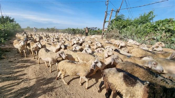 Ninh Thuận tìm giải pháp tăng hiệu quả kinh tế từ chăn nuôi