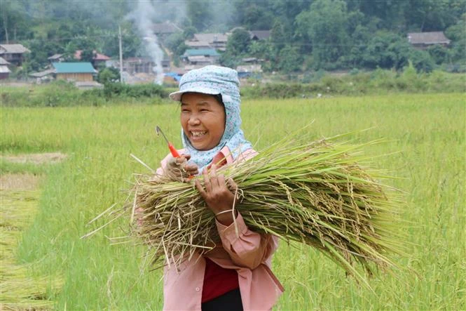 Xây dựng và phát triển thương hiệu gạo tẻ râu Phong Thổ