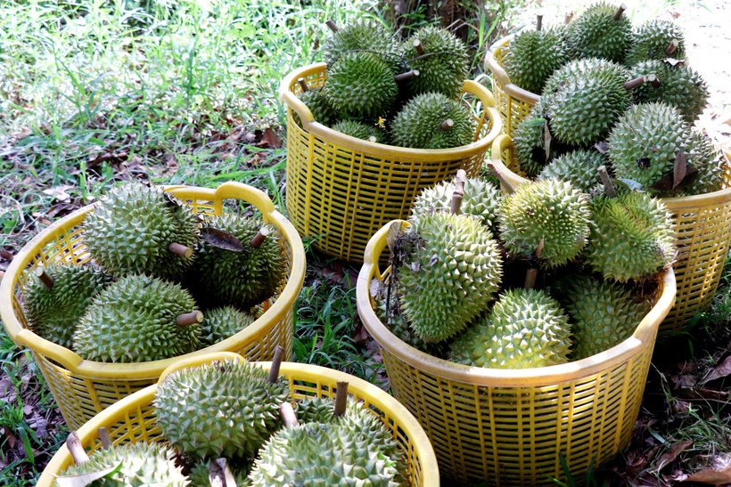 Cần Thơ được mùa, được giá sầu riêng