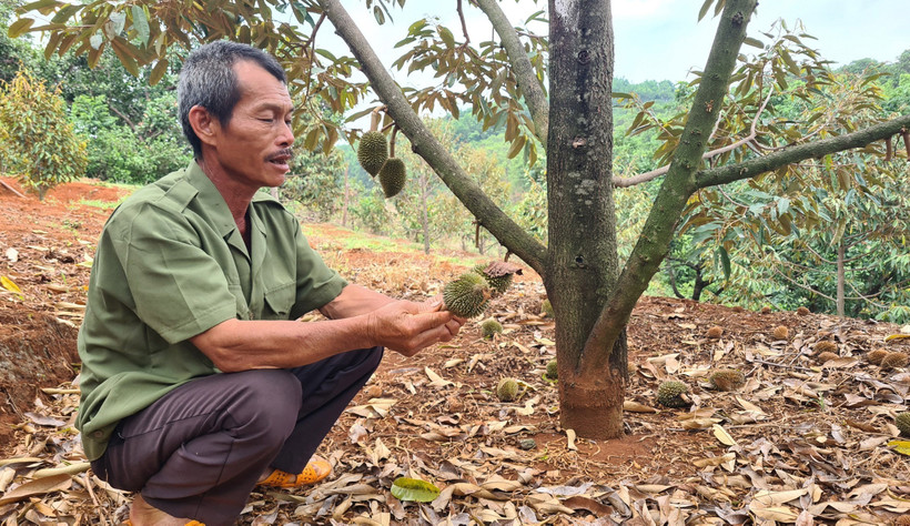 Vườn sầu riêng của gia đình ông Phạm Văn Khoa ở thôn 4, xã Ia Tô, huyện Ia Grai, tỉnh Gia Lai rụng quả non không thể kiểm soát. Ảnh: Hoài Nam – TTXVN