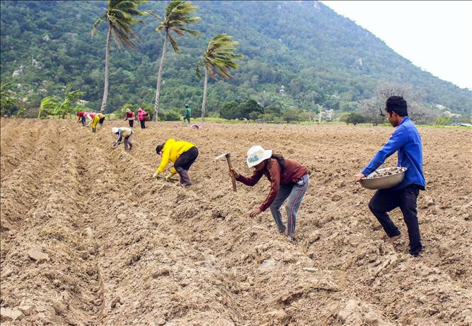 Đồng bào Raglai ở huyện miền núi Bắc Á (Ninh Thuận) tập trung sản xuất vụ Đông Xuân. Ảnh: Công Thử - TTXVN