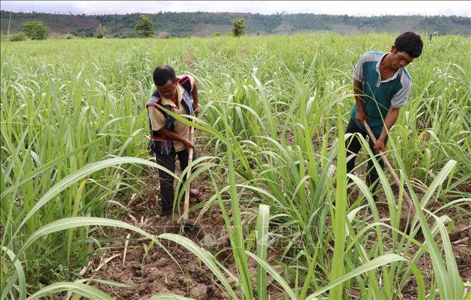 Gia đình anh Đinh Ươn, dân tộc Bahnar, làng Tpôn, xã Yang Nam, huyện Kong Chro (Gia Lai) đã thoát nghèo nhờ nguồn hỗ trợ từ các chương trình giảm nghèo. Ảnh: Hồng Điệp – TTXVN