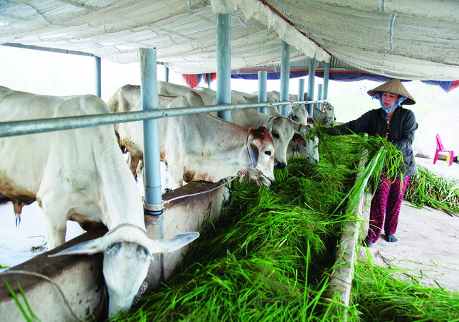 Mô hình nuôi bò thịt của gia đình bà Nguyễn Thị Kim Hai ở ấp Mỹ Thái, xã Mỹ Thái, huyện Hòn Đất (Kiên Giang). Ảnh: Hồng Đạt