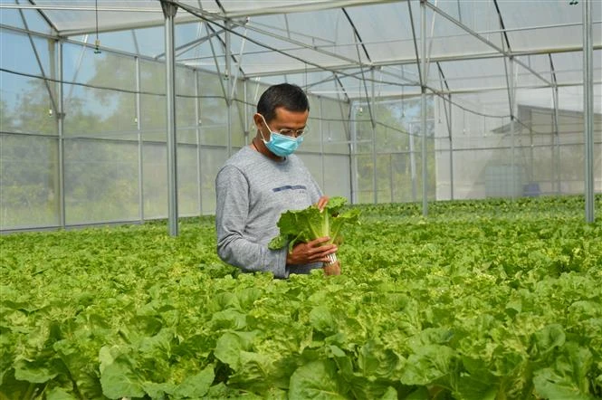 Anh Nguyễn Phước Việt Cường trồng rau thủy canh cho doanh thu 1,5 tỷ đồng/năm