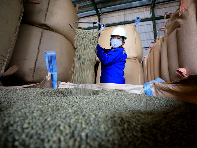 Chất lượng cà phê Robusta Việt Nam được đánh giá là ngon hàng đầu trên thế giới. Ảnh: Nhật Anh – TTXVN