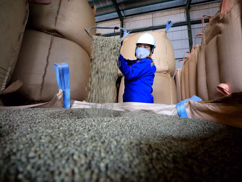 Chất lượng cà phê Robusta Việt Nam được đánh giá là ngon hàng đầu trên thế giới. Ảnh: Nhật Anh – TTXVN