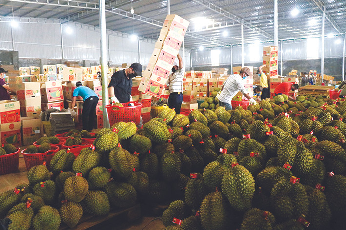 Nắm bắt được yêu cầu của thị trường xuất khẩu nông sản, trong đó có sản phẩm sầu riêng, nhiều doanh nghiệp, hợp tác xã tại huyện Krông Pắc (Đắk Lắk) đã chủ động tìm hiểu các quy định, sản xuất theo tiêu chuẩn đảm bảo vệ sinh toàn thực phẩm. Ảnh: Tuấn Anh