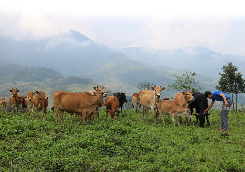 Thoát nghèo từ chăn nuôi đại gia súc