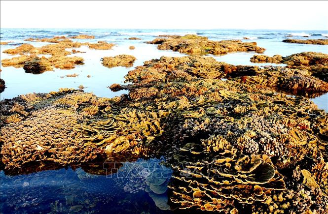 Những rạn san hô lộ thiên rực rỡ màu sắc. Ảnh: Phước Ngọc-TTXVN