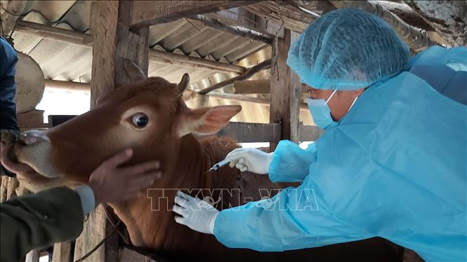 Cục Thú y phối hợp với Chi cục Chăn nuôi và Thú y tỉnh Hà Giang tiến hành tiêm thử nghiệm vaccine phòng bệnh viêm da nổi cục trên trâu, bò tại xã Khâu Vai, huyện Mèo Vạc (Hà Giang). Ảnh: Nguyễn Chiến - TTXVN