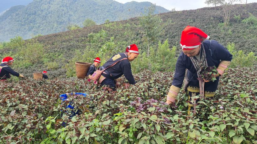 Hợp tác xã Sapa Secrets tạo việc làm thường xuyên cho 15 lao động địa phương với mức thu nhập từ 7 - 9 triệu đồng/tháng. Ảnh: Hương Thu