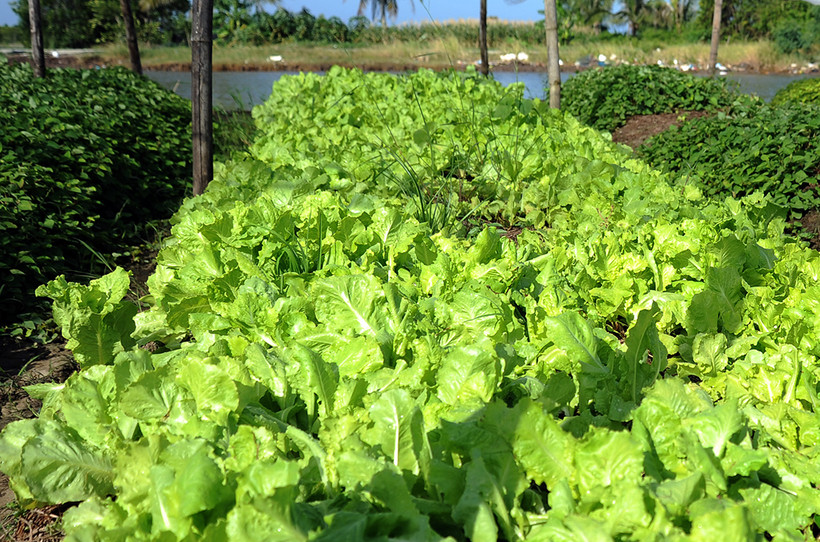 Với mô hình trồng rau trên sân vườn, bình quân mỗi héc-ta cho thu hoạch 10 tấn/vụ, tương đương 60 triệu đồng. Ảnh: An Hiếu