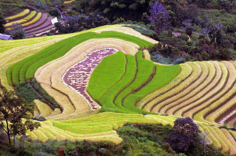 Ruộng bậc thang tại xã Xím Vàng, huyện Bắc Yên (Sơn La). Ảnh: Quang Quyết - TTXVN