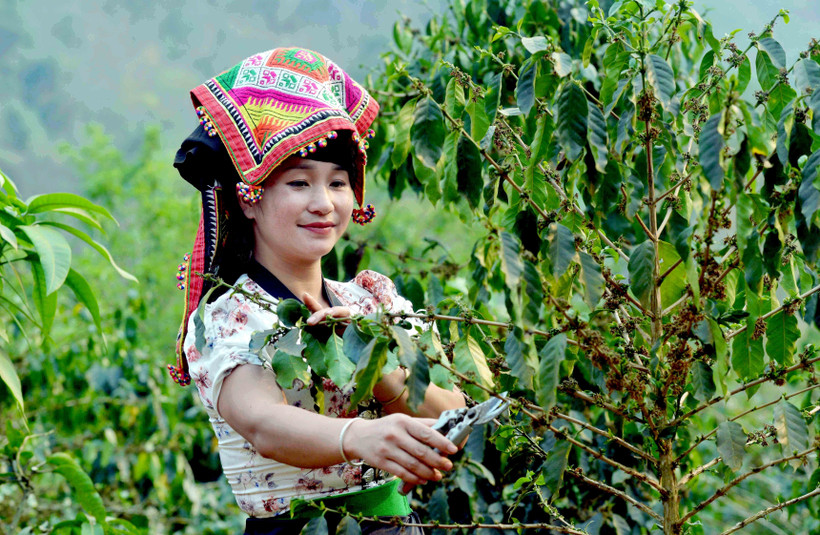 Nhân dân xã Muổi Nọi, huyện Thuận Châu chăm sóc cây cà phê. Ảnh: Quang Quyết – TTXVN