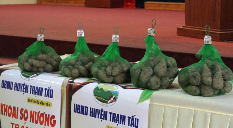 Khoai sọ Trạm Tấu đạt chứng nhận sản phẩm OCOP hạng 3 sao của tỉnh Yên Bái. Ảnh: Đức Tưởng – TTXVN