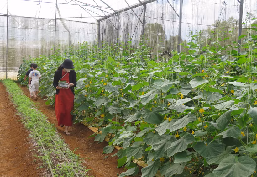 Kon Plông phát triển nông nghiệp công nghệ cao gắn với xây dựng nông thôn mới