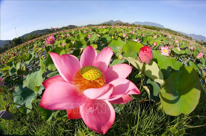 Các hồ sen hoa đang nở rộ, tỏa ngát hương thơm. Ảnh: Trần Lê Lâm – TTXVN