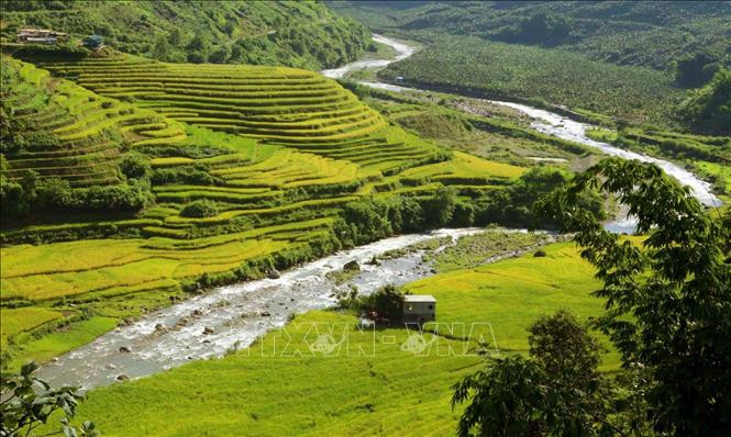 Những thửa ruộng bậc thang chạy men theo con suối dọc đường biên giới tại bản Mới giáp với Trung Quốc đã chuyển mình theo thời tiết thu sang màu vàng quyến rũ. Ảnh: Quý Trung – TTXVN