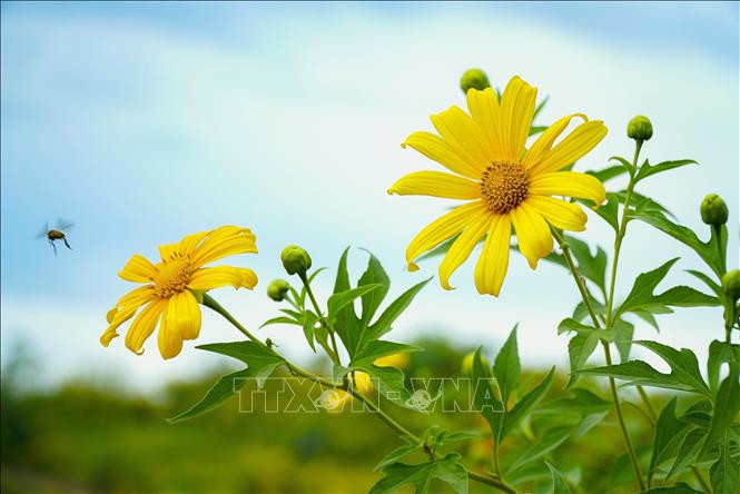 Hoa dã quỳ đua nhau khoe sắc. Ảnh: Xuân Tư – TTXVN
