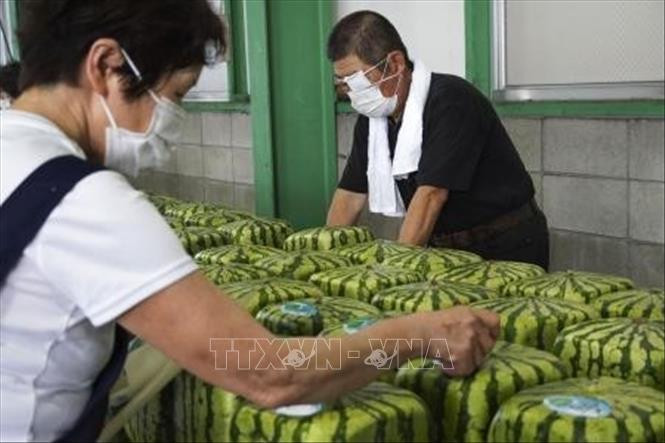 Dưa hấu vuông được kiểm tra cẩn thận trước khi vận chuyển tại thành phố Zentsuji, Nhật Bản ngày 30/6/2021. Ảnh: Kyodo/TTXVN