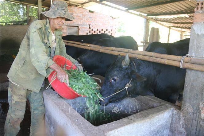 Ông Phạm Văn Thắng, ấp Vĩnh Bình, xã Bình Gĩa, huyện Châu Đức chăm sóc đàn bò 3B của gia đình. Ảnh: Hoàng Nhị - TTXVN